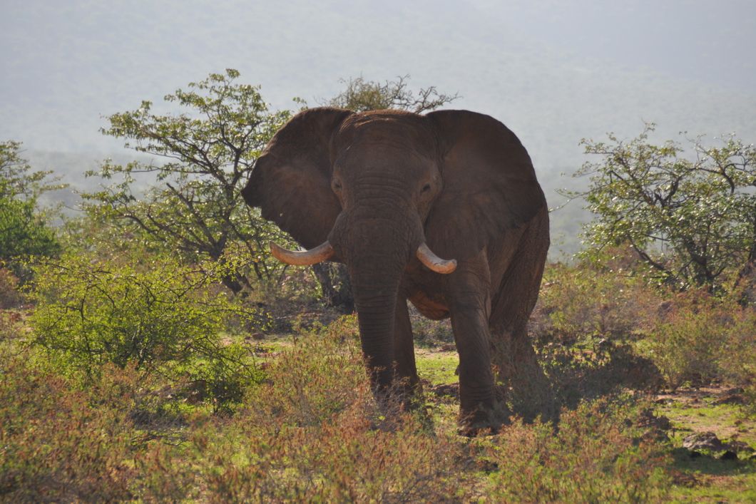 Freiwilligenarbeit im Artenschutz: Eine grosser Elefant steht in der Savanne Namibias.
