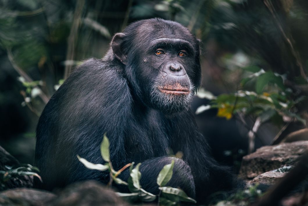 pwe-tanzania-chimp