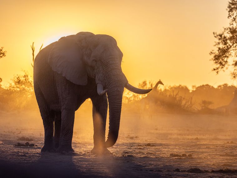 Elefantenbulle l&auml;uft w&auml;hrend Sonnenuntergang