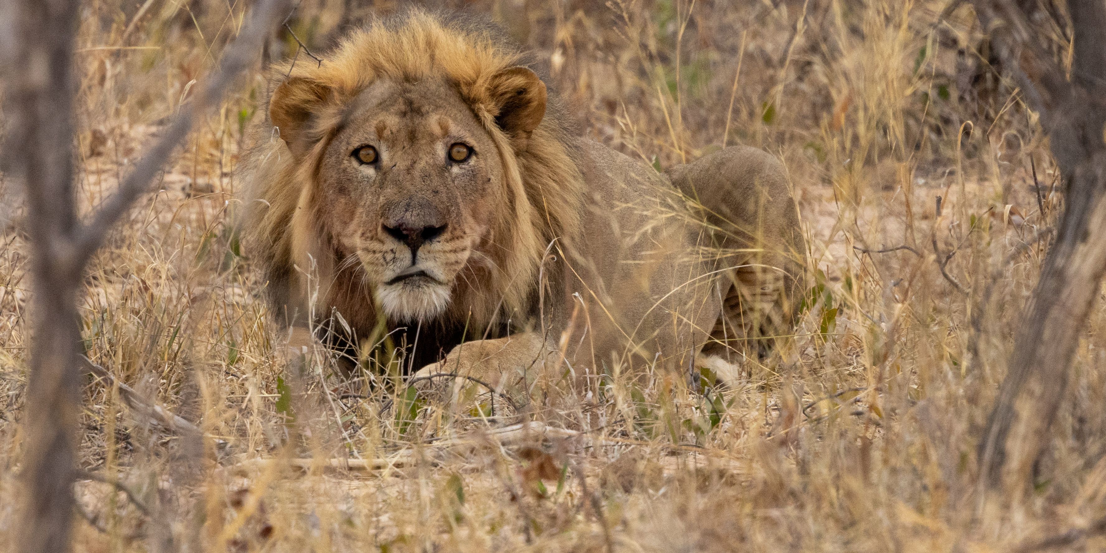 natucate-private-wilderness-experience-hwange-zimbabwe-lion