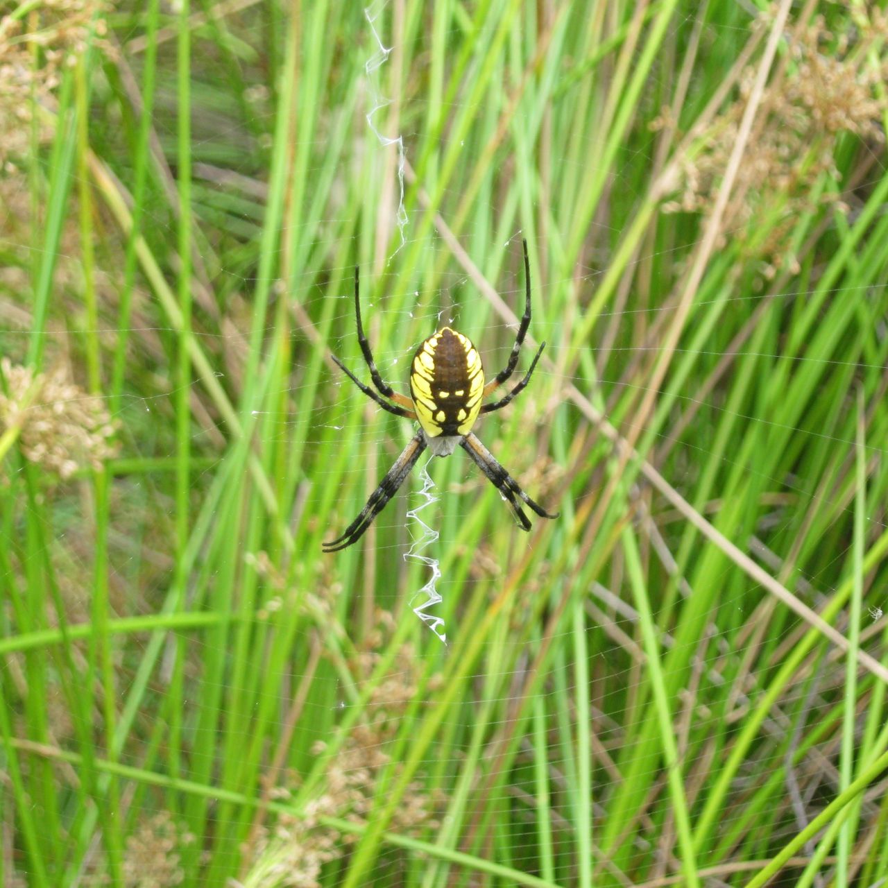Gap Year in Kalifornien: Eine Spinne sitzt in ihrem Netz