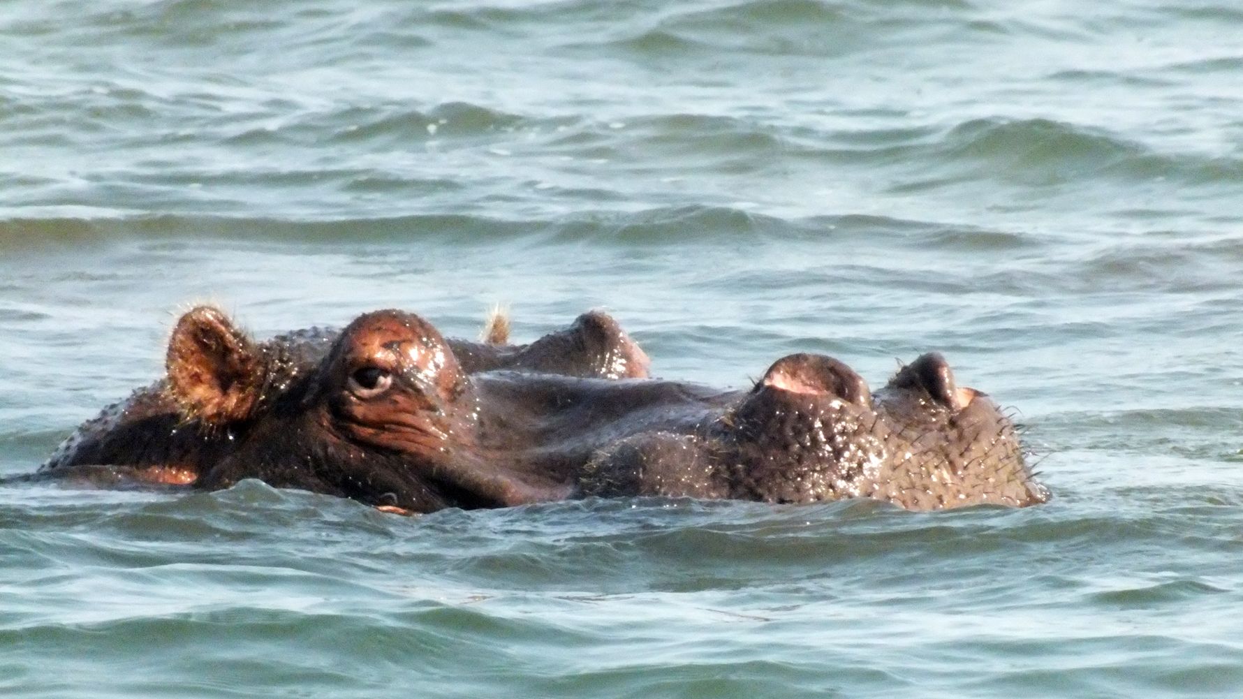 erfahrungsberichte-rangerkurs-field-guide-level-1-afrika-elke-nilpferd-natucate