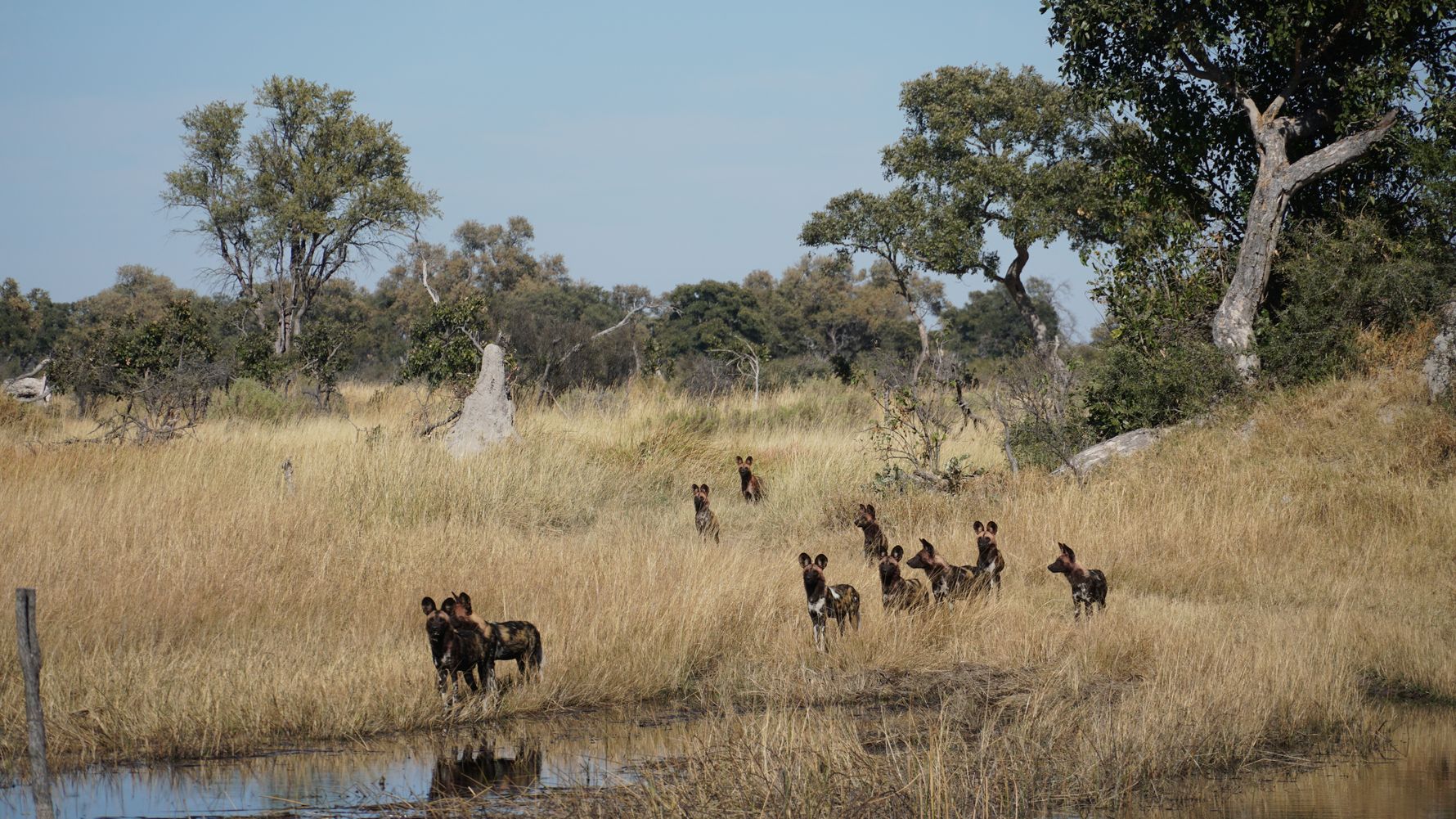 erfahrungsberichte-rangerkurse-botswana-field-guide-training-walter-wildhund-rudel-natucate