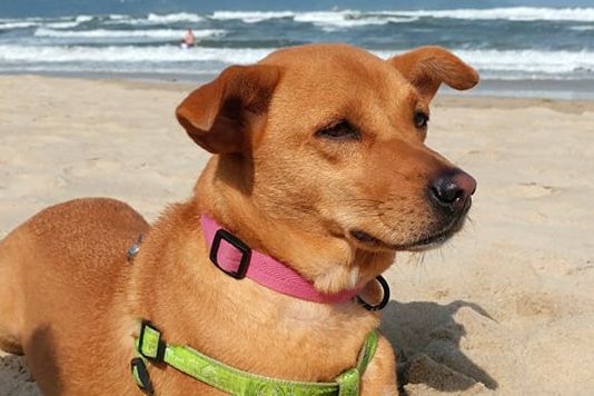 freiwilligenarbeit-vietnam-da-nang-tierschutz-hund-strand-natucate