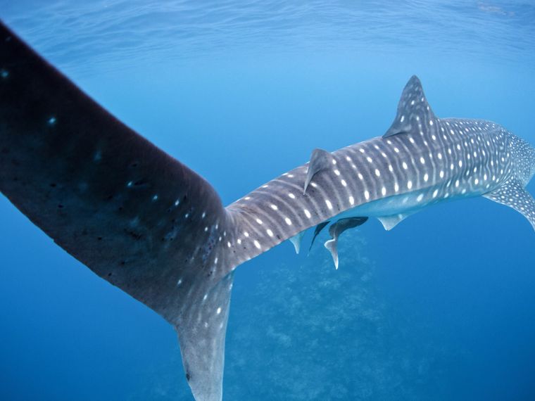 walhai-flosse-naturwissen-blog-natucate