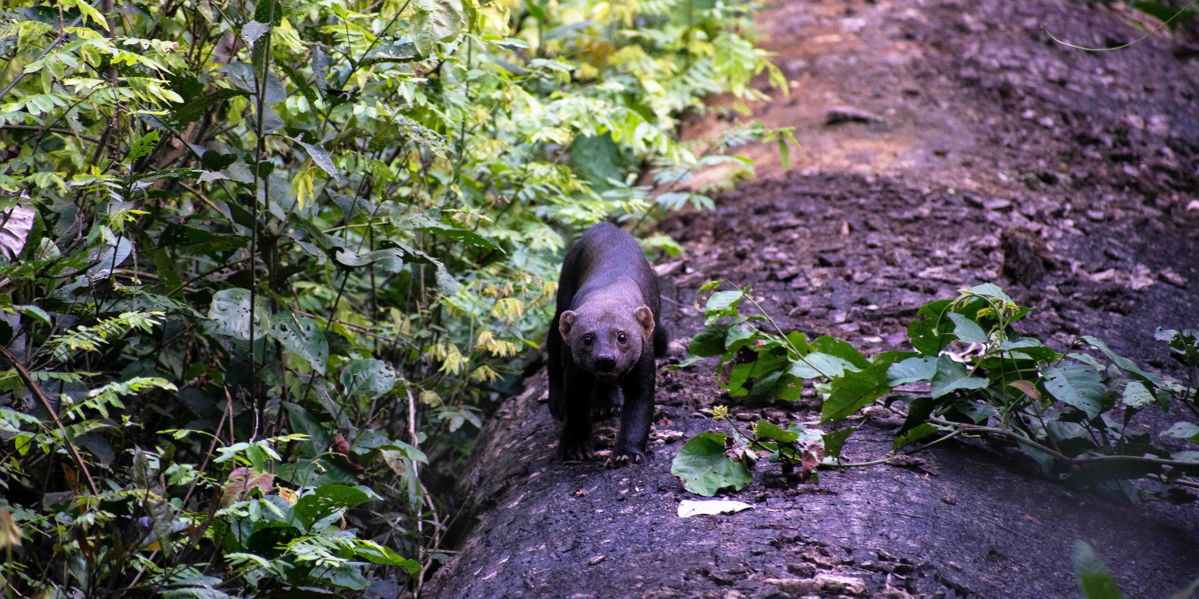 Zu sehen ist ein Tayra (Eira barbara), welches im peruanischen Regenwald gesichtet wurde.