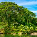 natucate-country-information-panama-bocas-del-toro-dolphin-bay