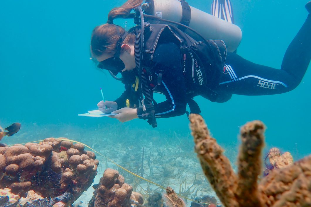 natucate-volunteering-panama-diving-research