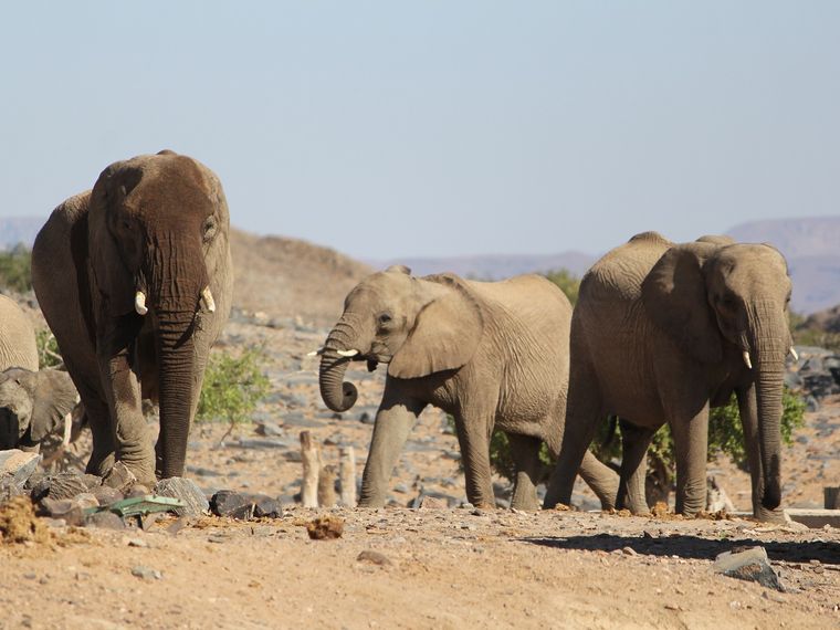 Eine Elefantenherde bewegt sich in der Landschaft umher