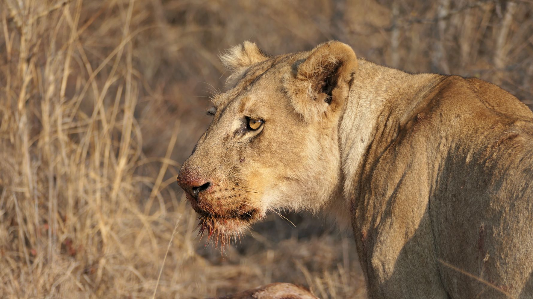 natucate-blog-review-siyafunda-clara-lion