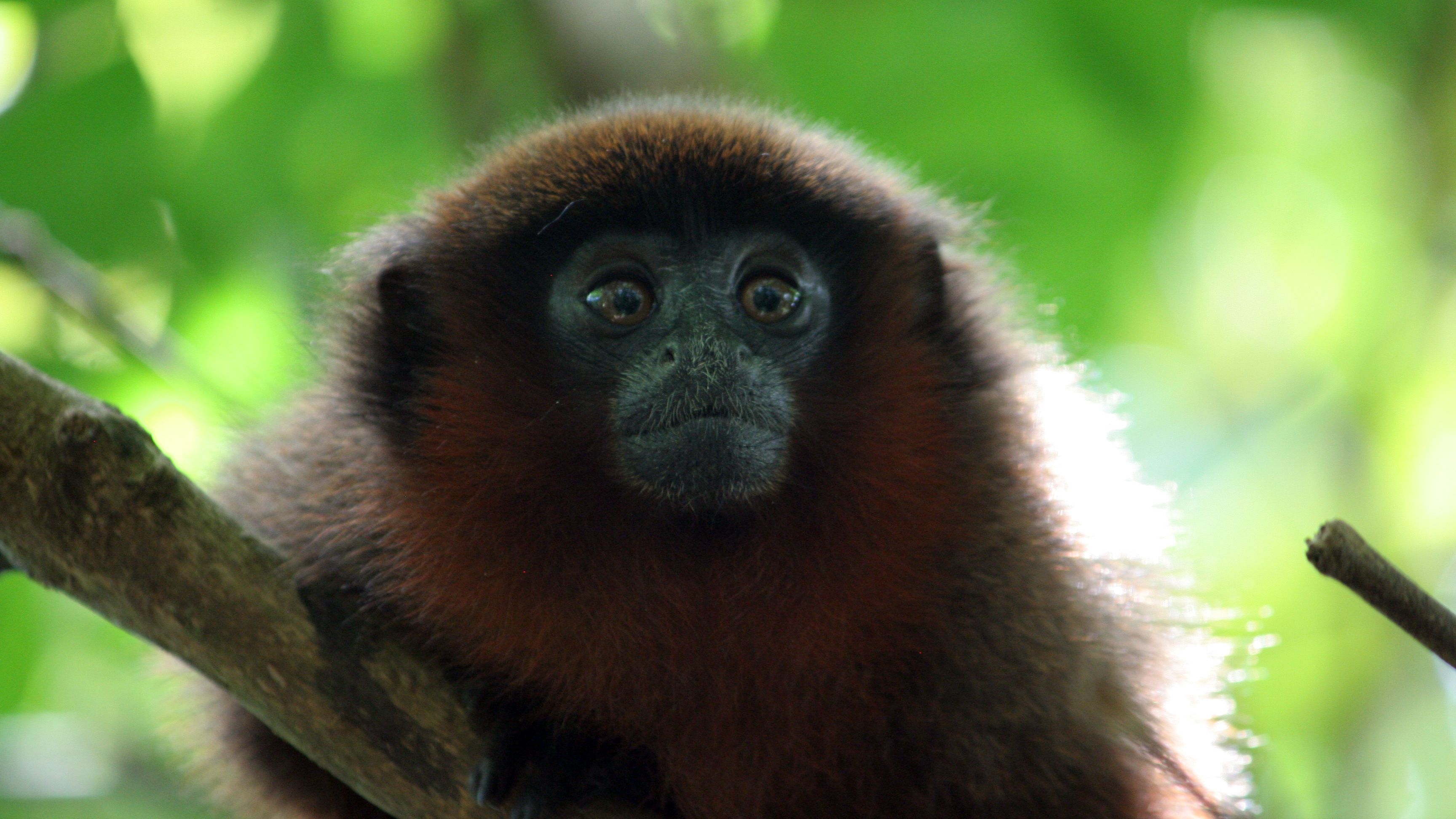 Ein Krallenaffe istdurch das dichte Geaest des Regenwaldes zu erkennen