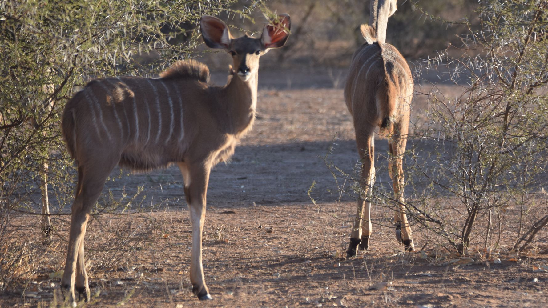 erfahrungsberichte-naturreise-afrika-private-wilderness-experience-marion-kudu-natucate