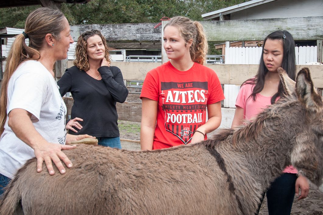 Ein Esel steht im Kreise von Freiwilligen und Mitarbeitern unsers Mustang-Projekts in Florida