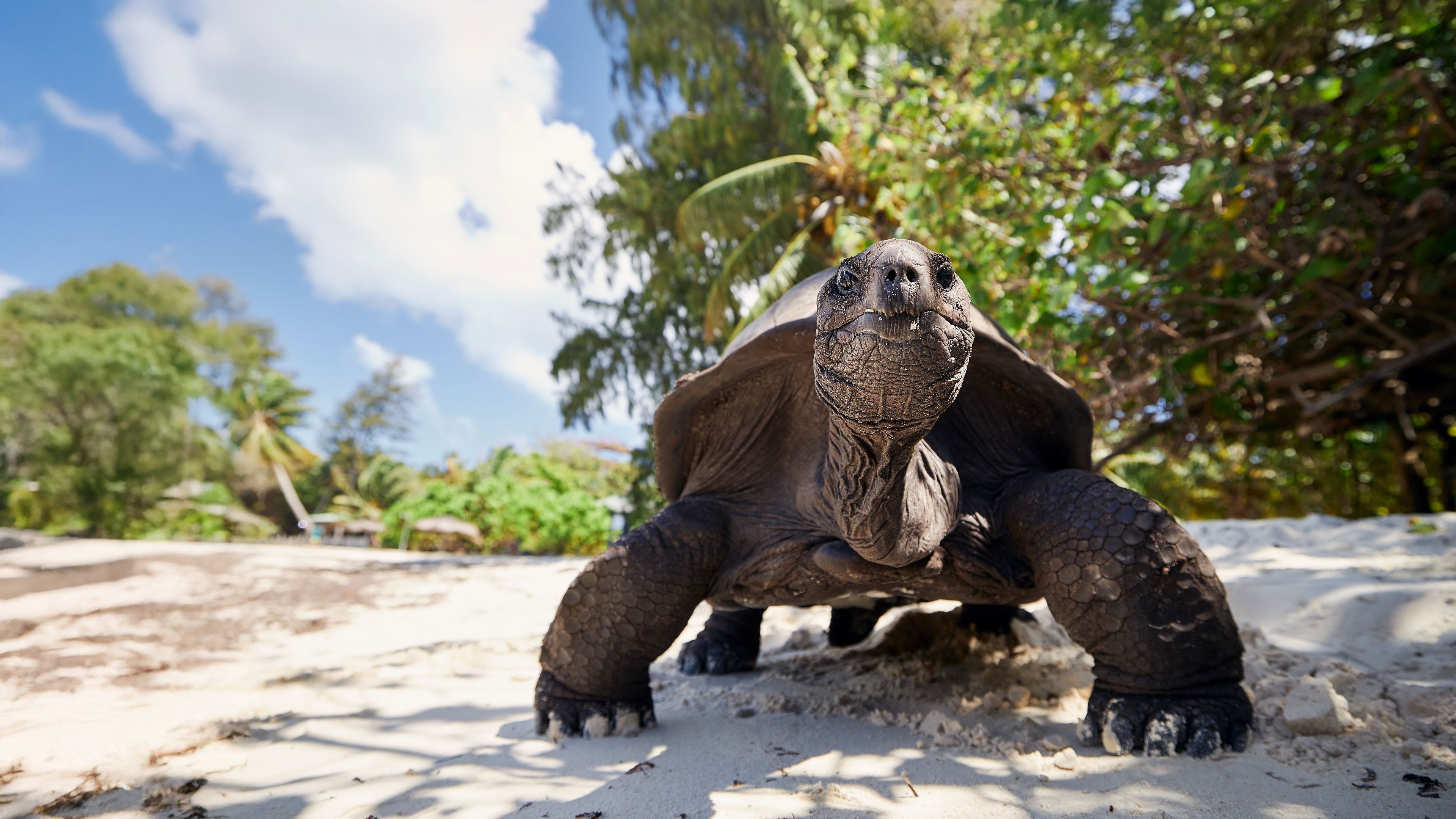 natucate-ecuador-galapagos-turtle-hesader