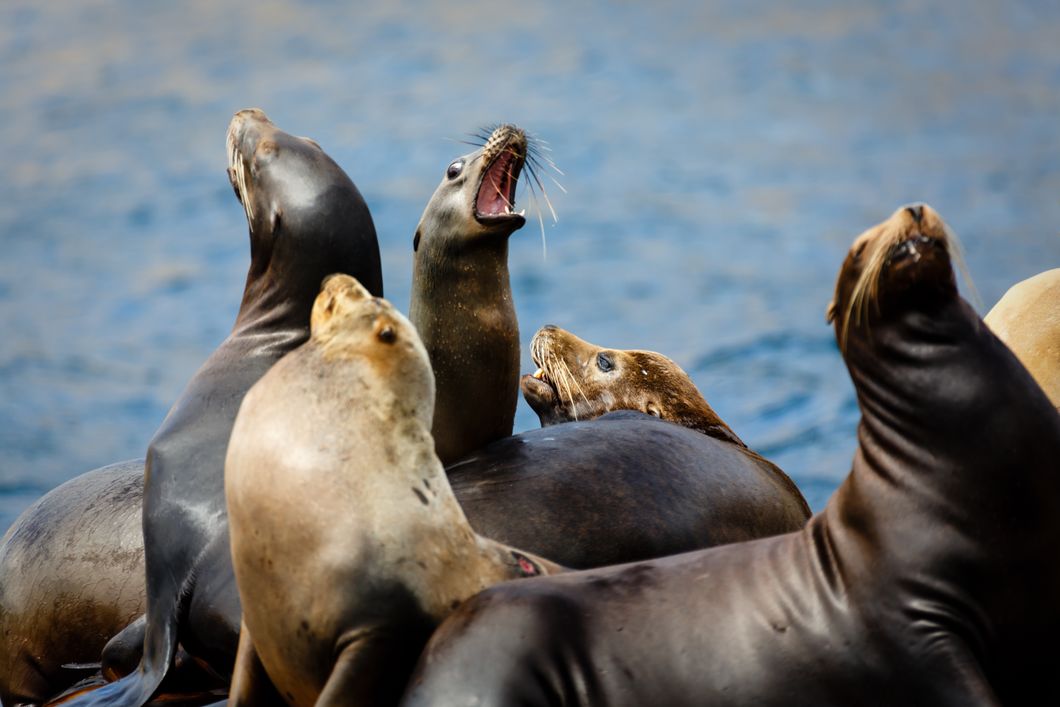 Wildlife of the USA's West Coast: A group of sea lions on Catalina Island, "singing" together