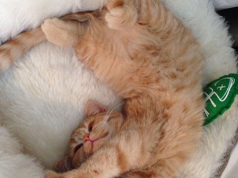 freiwilligenarbeit-thailand-gewinnspiel-natucate-blog-tierschutz