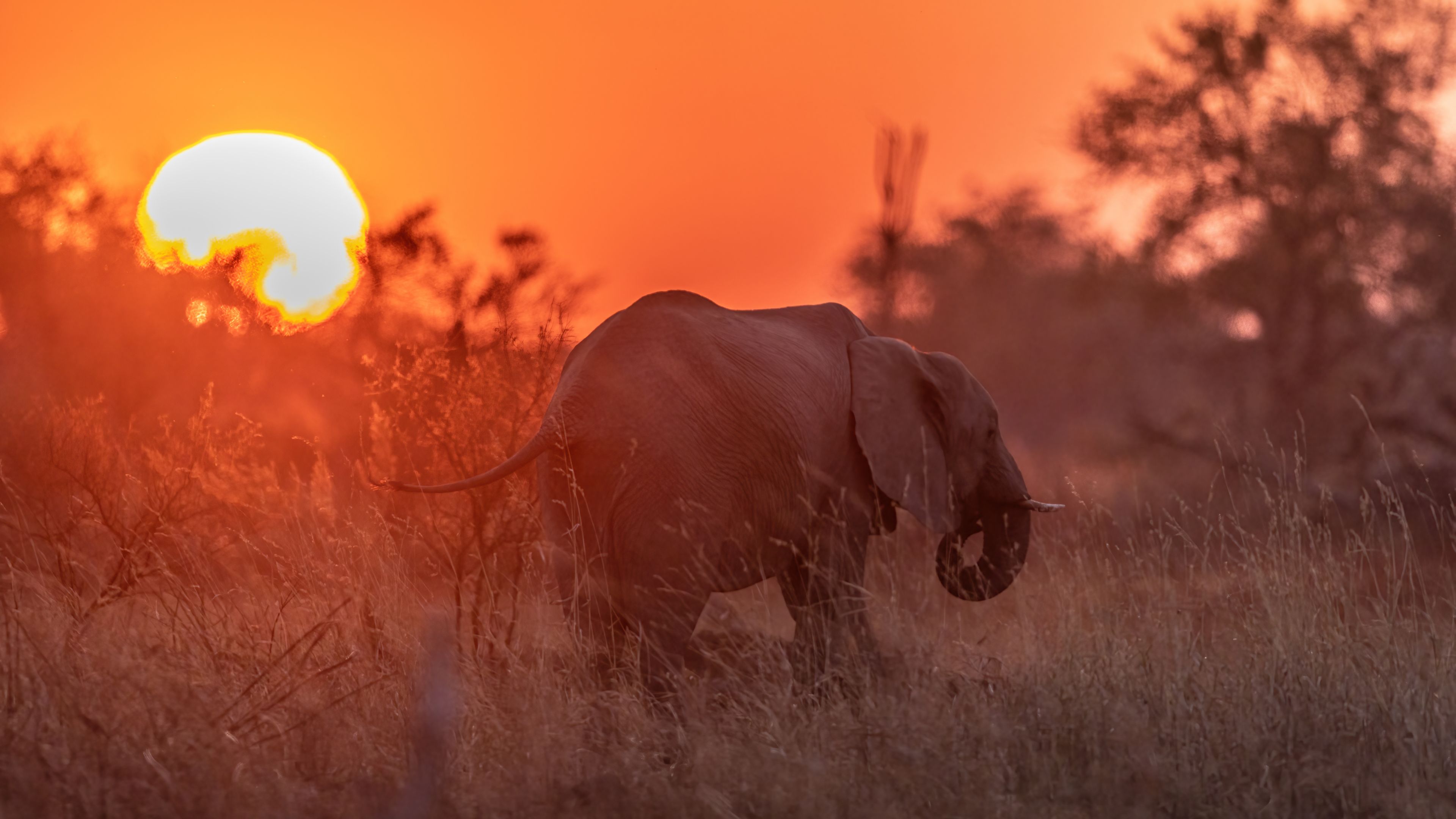pwe-botswana-sundowner-elephant