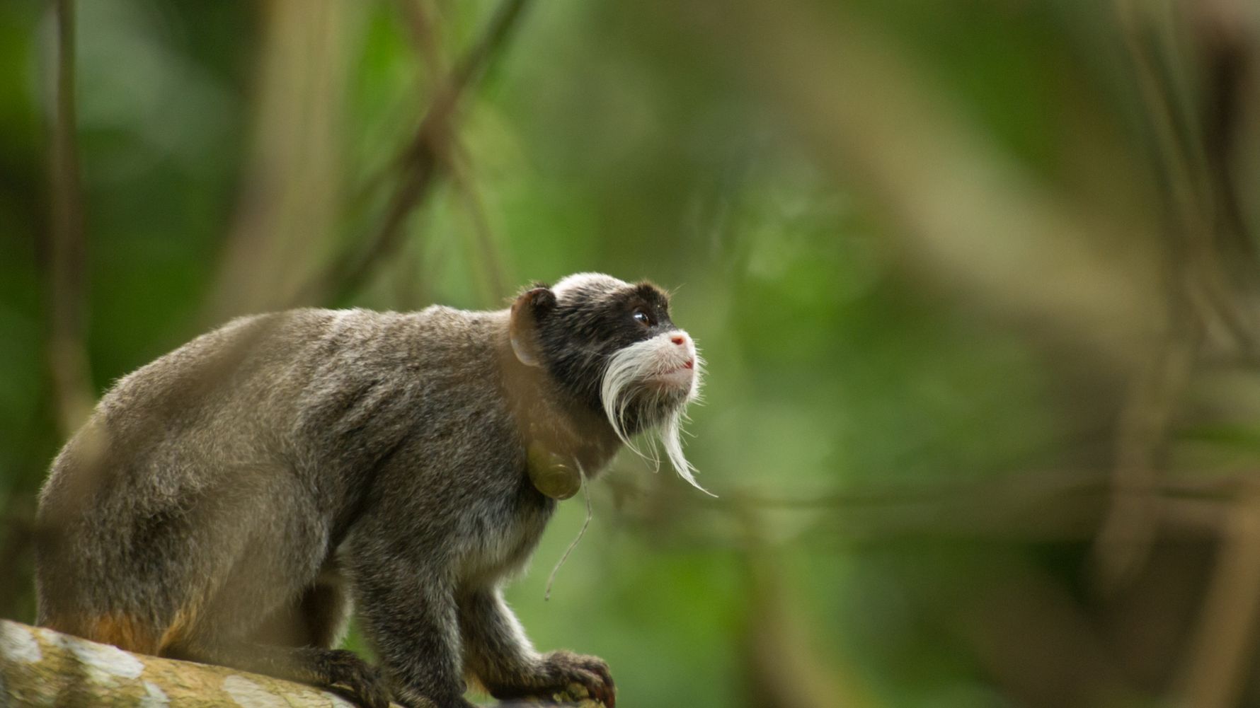 naturwissen-suedamerika-blog-tamarinaffen-blog-natucate