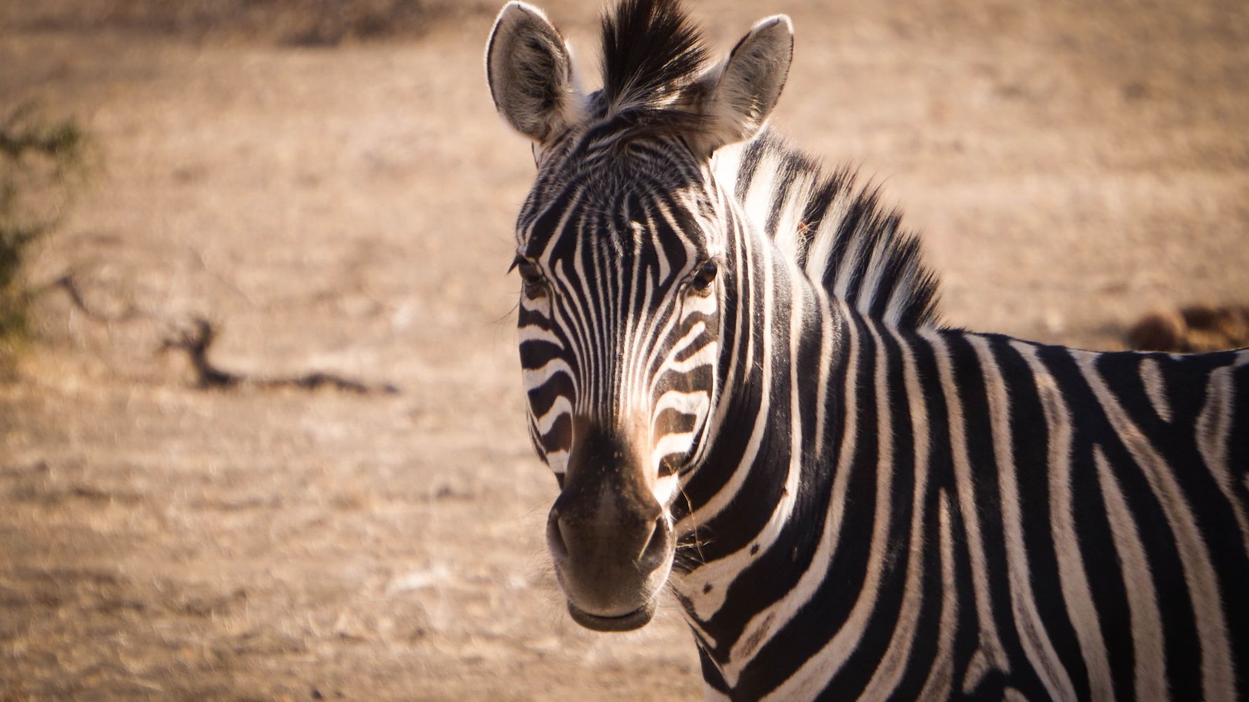 landingpage-naturreise-afrika-zebra-natucate