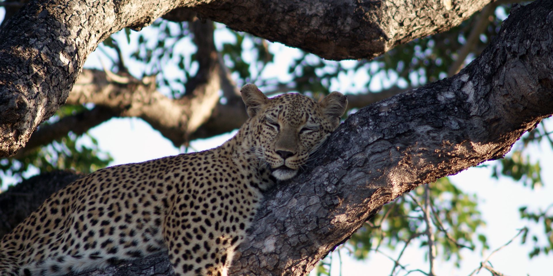 freiwilligenarbeit-suedafrika-wale-leoparden-leopard-schlafen-natucate