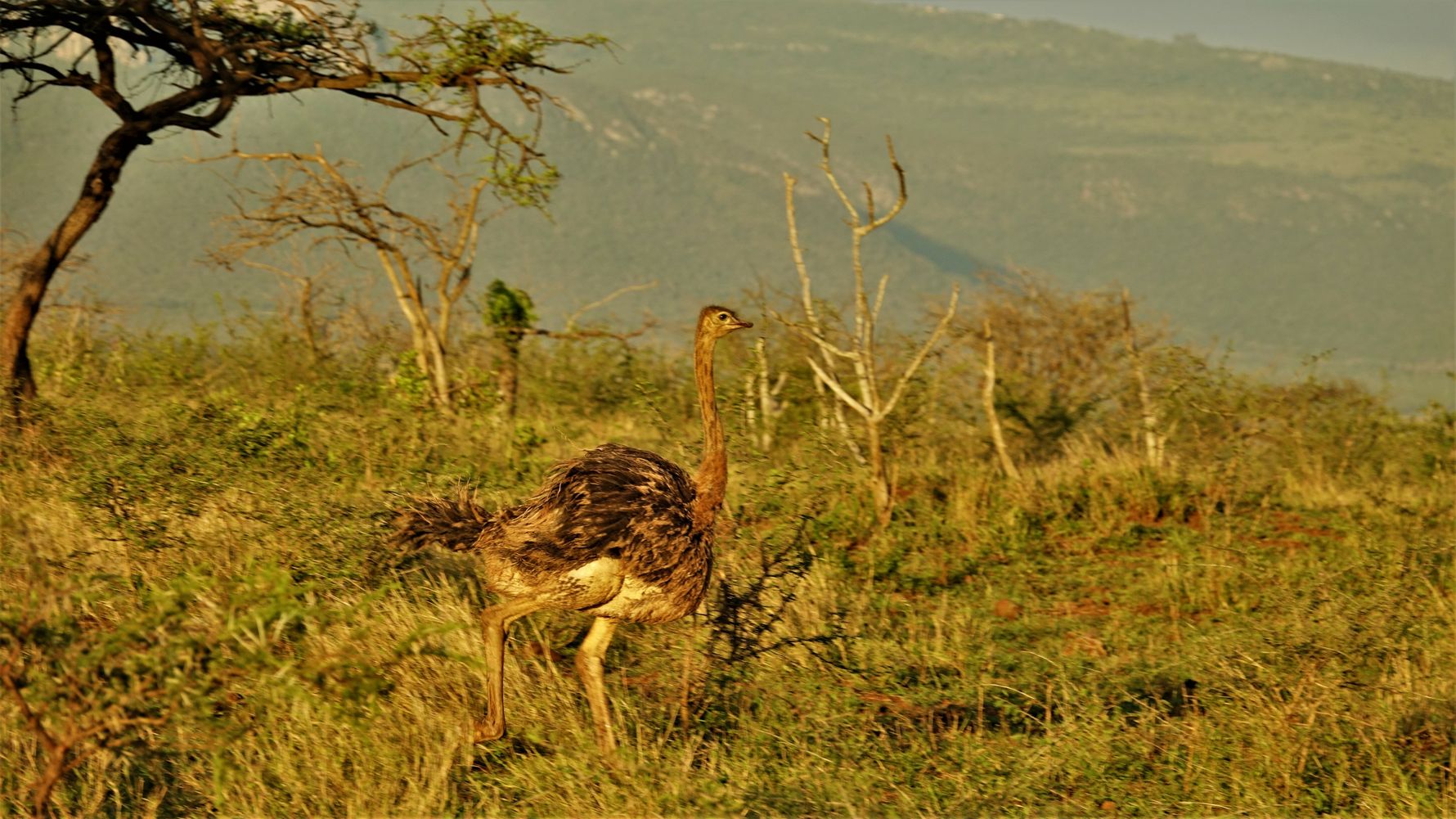 blog-ratgeber-suedafrika-kwazulu-natal-strauss-vogel-natucate