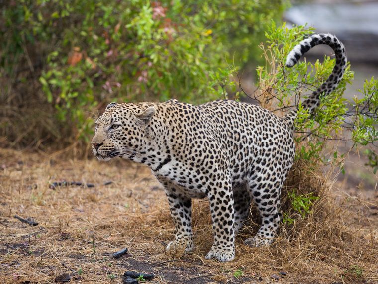 blog-geruch-der-natur-afrika-leopard-revier-markierung-natucate