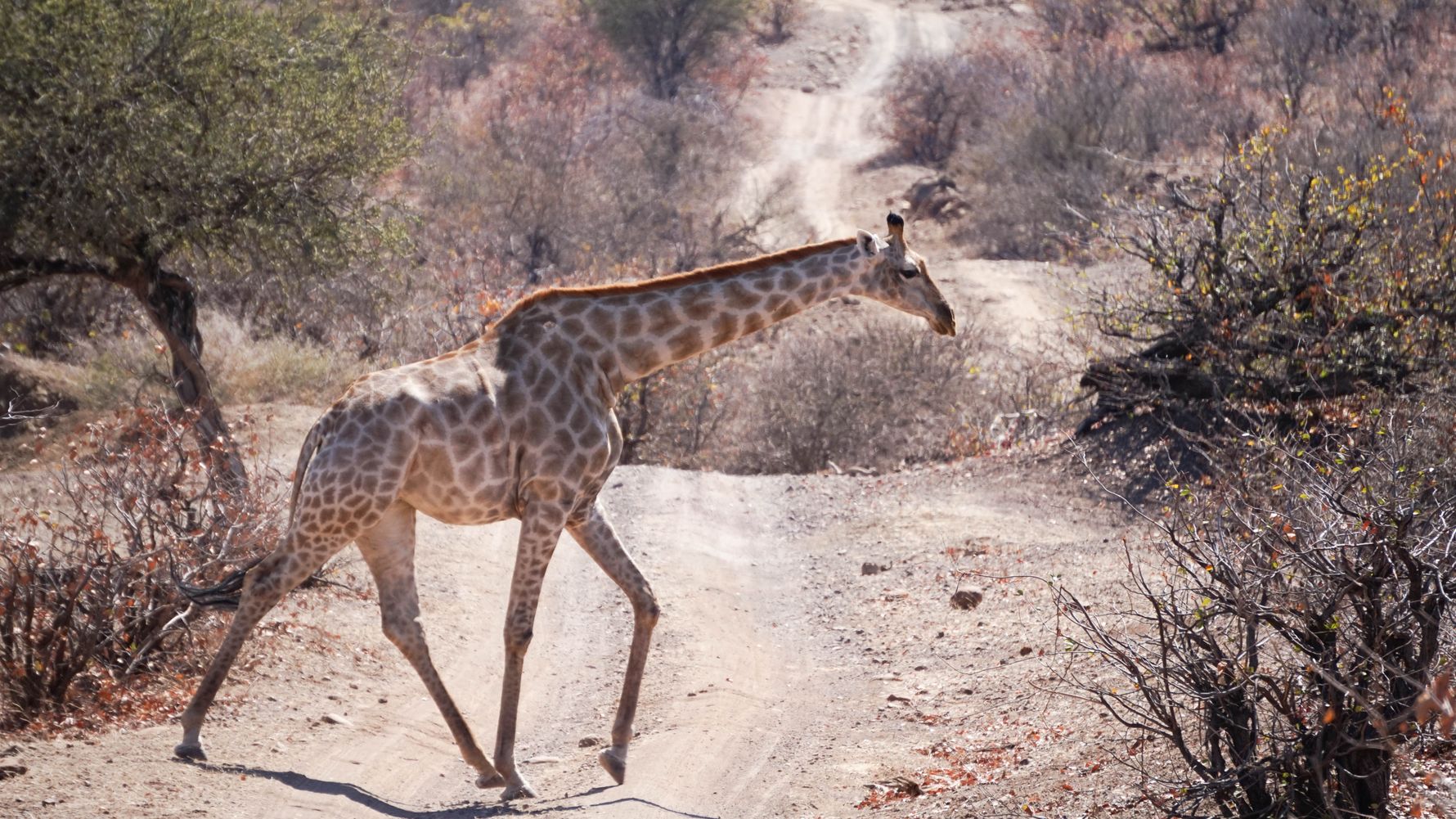 Eine Giraffe laeuft hastig ueber eine Schotterstrasse