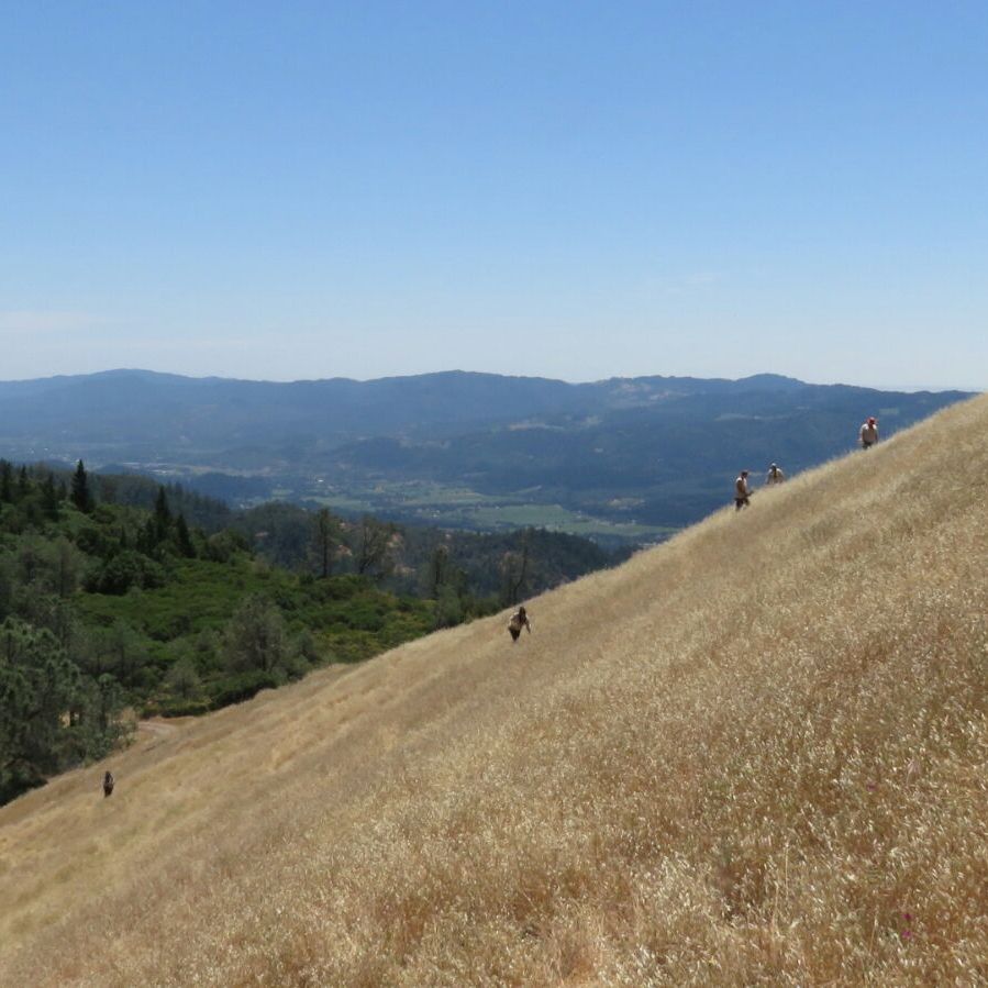 freiwilligenarbeit-usa-kalifornien-erfahrungsbericht-kundenfotos-naturschutz-arbeit-natucate