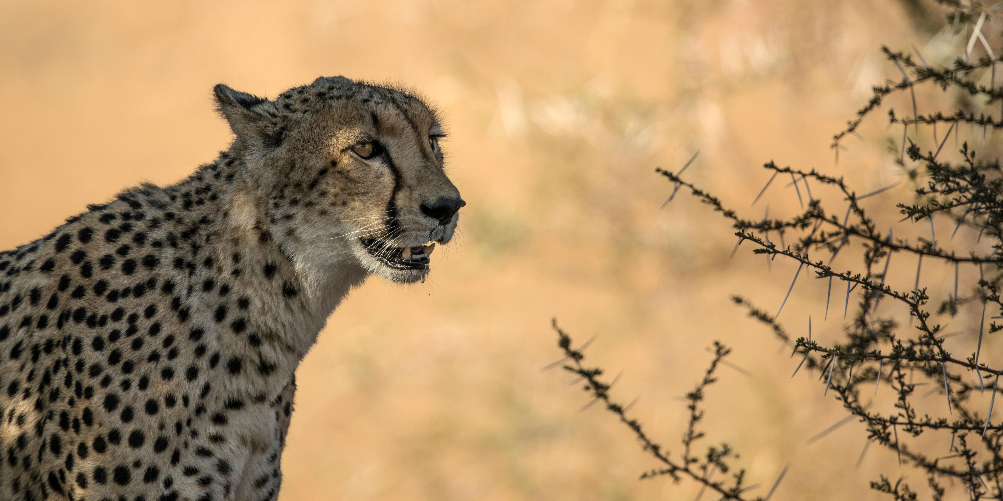 natur-und-rangerkurs-kenia-field-guide-level1-gepard-natucate