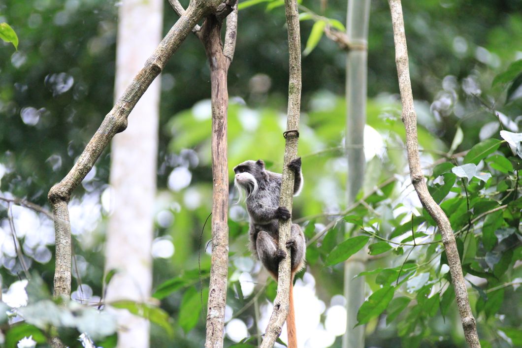 Primatenforschung im Rahmen eines Natur- und Rangerkurses im Regenwald in Peru