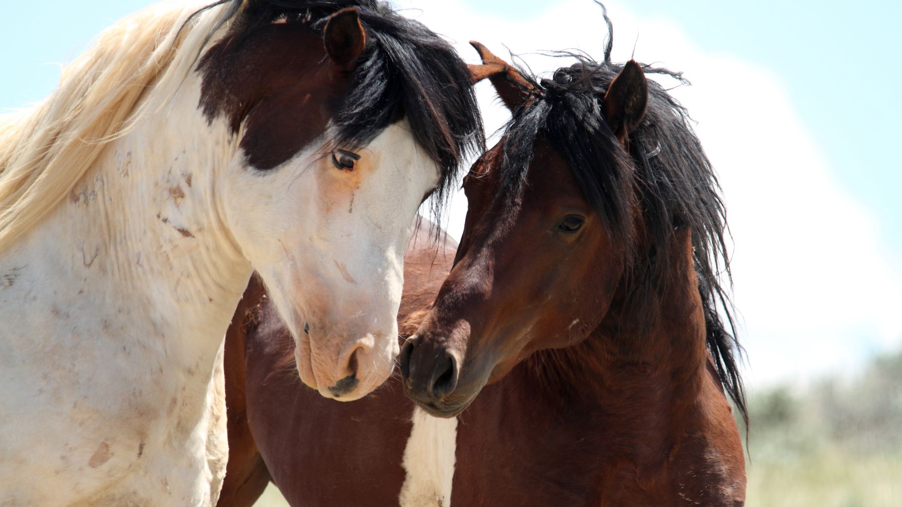 tierschutz-gefaehrdete-mustangs