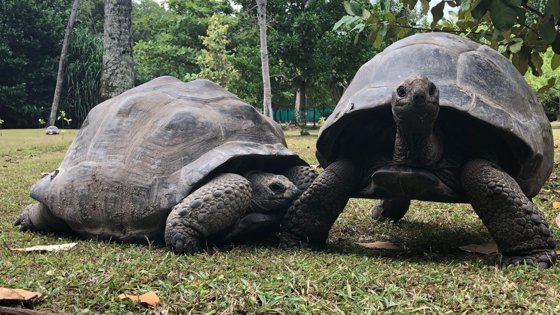 erfahrungsberichte-freiwilligenarebit-seychellen-north-island-romy-landschildkroete