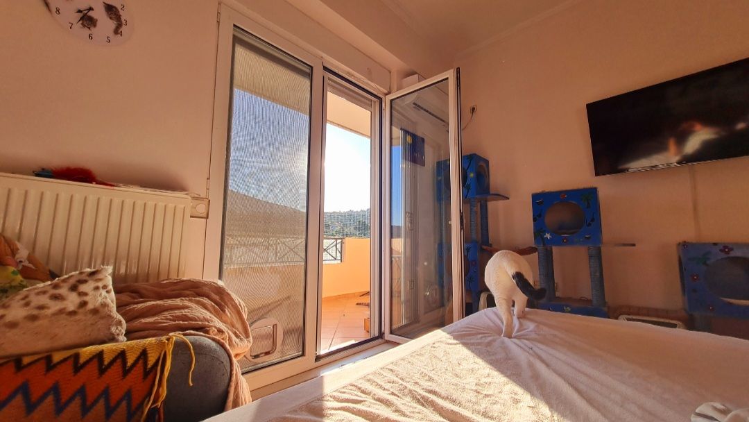 freiwilligenarbeit-griechenland-tierschutz-elli-30