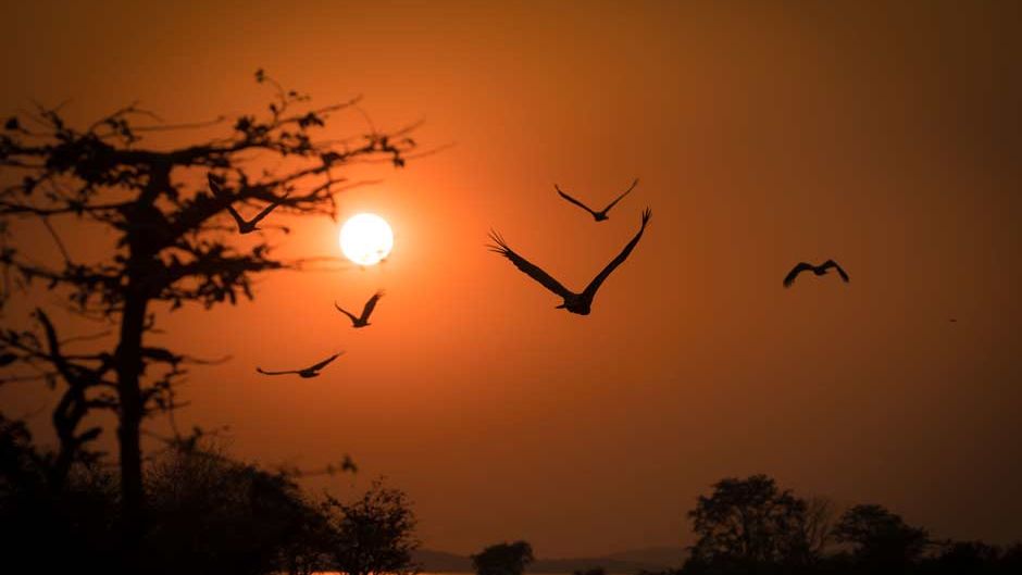 langstreckenzieher-unter-den-voegeln-vogel-im-sonnenuntergang-blog-natucate