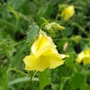 erfahrungsbericht-rangerkurs-field-guide-level-1-suedafrika-marco-flora-natucate