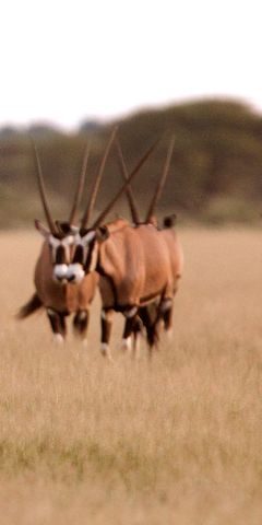 safari-botswana-okavango-delta-northern-highlights-cheetah-natucate