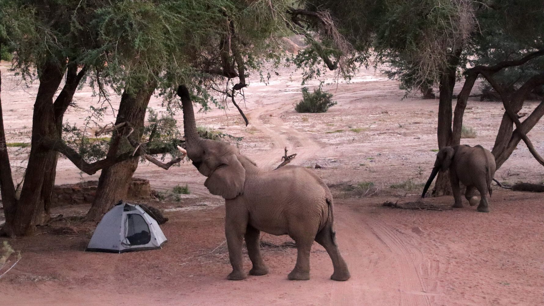 erfahrungsbericht-freiwilligenarbeit-namibia-rangerkurs-botswana-jacqueline-elefant-camp-natucate