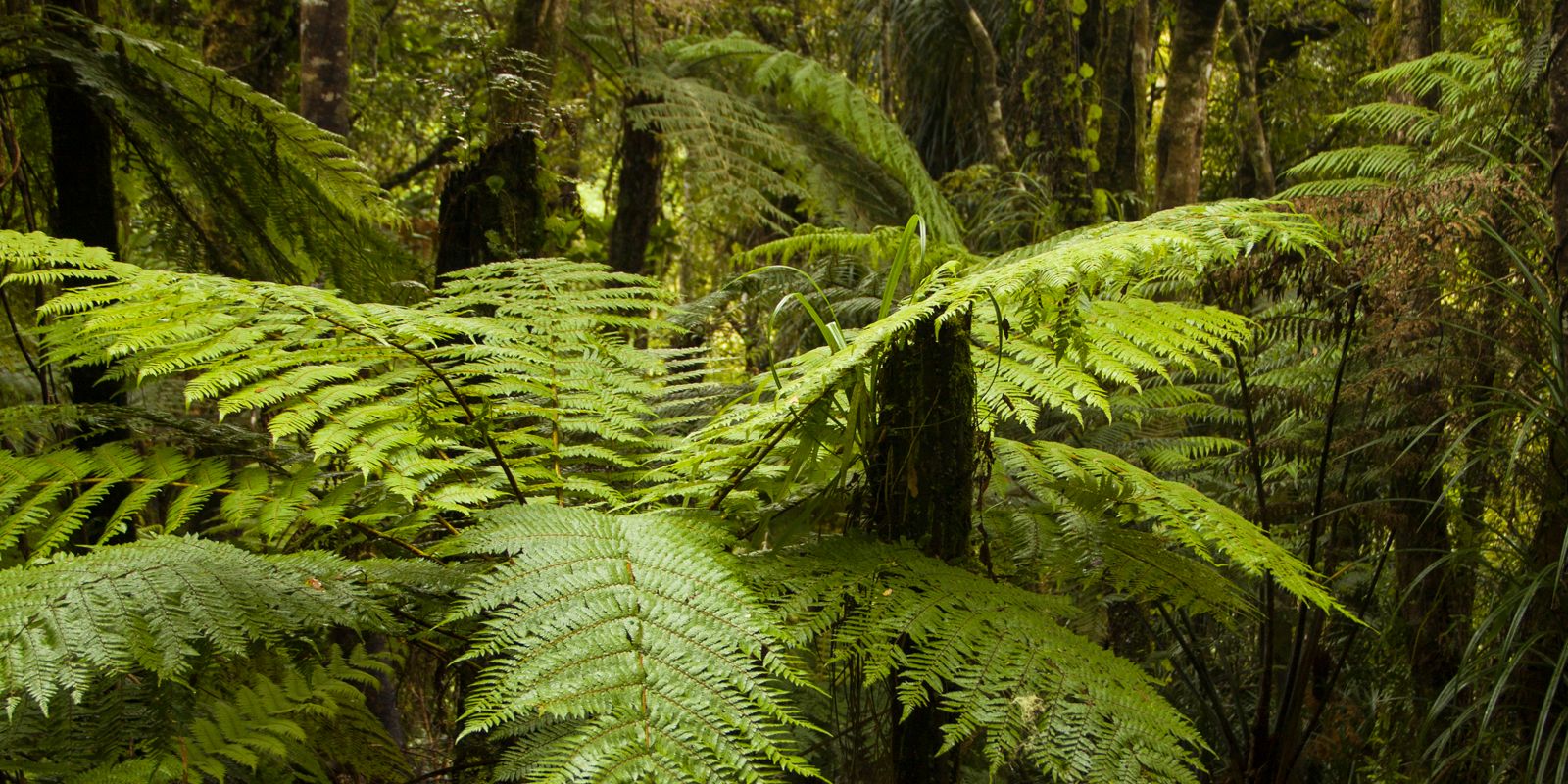 Farngewaechse und Baeume in den uralten Regenwaeldern der Kauri Coast Neuseelands