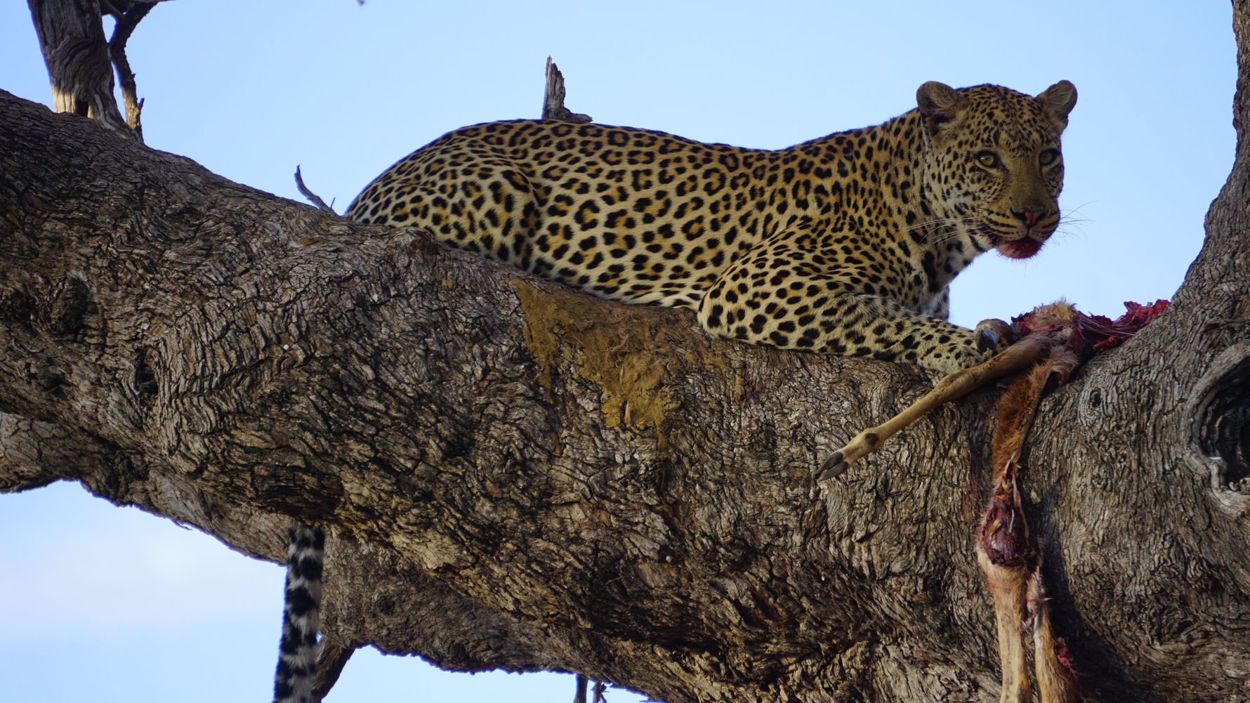 rangerausbildung-wissen-saeugetiere-leopard-natucate