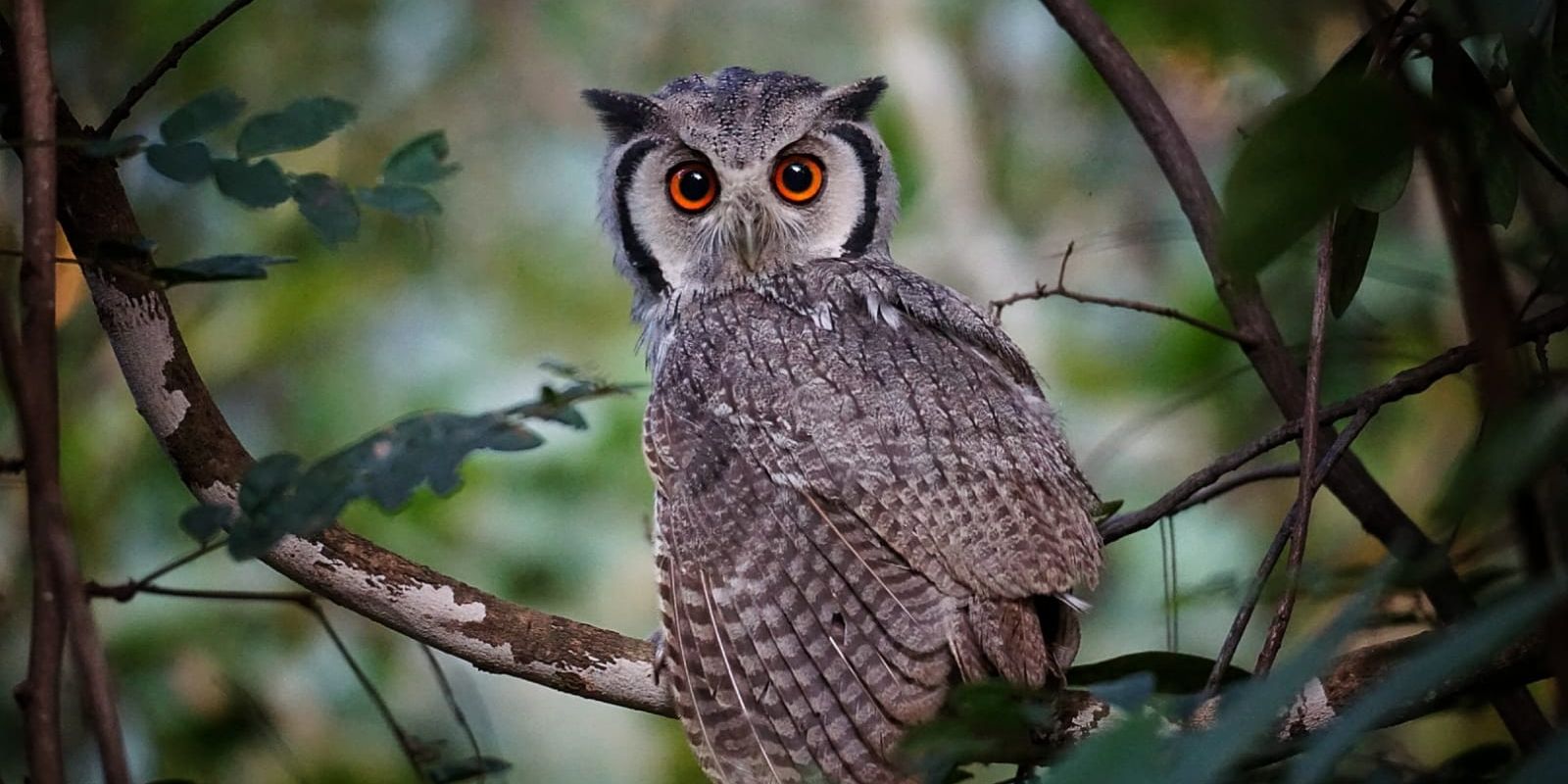 volunteering-malawi-sanctuary-owl-credit-tom-beddis