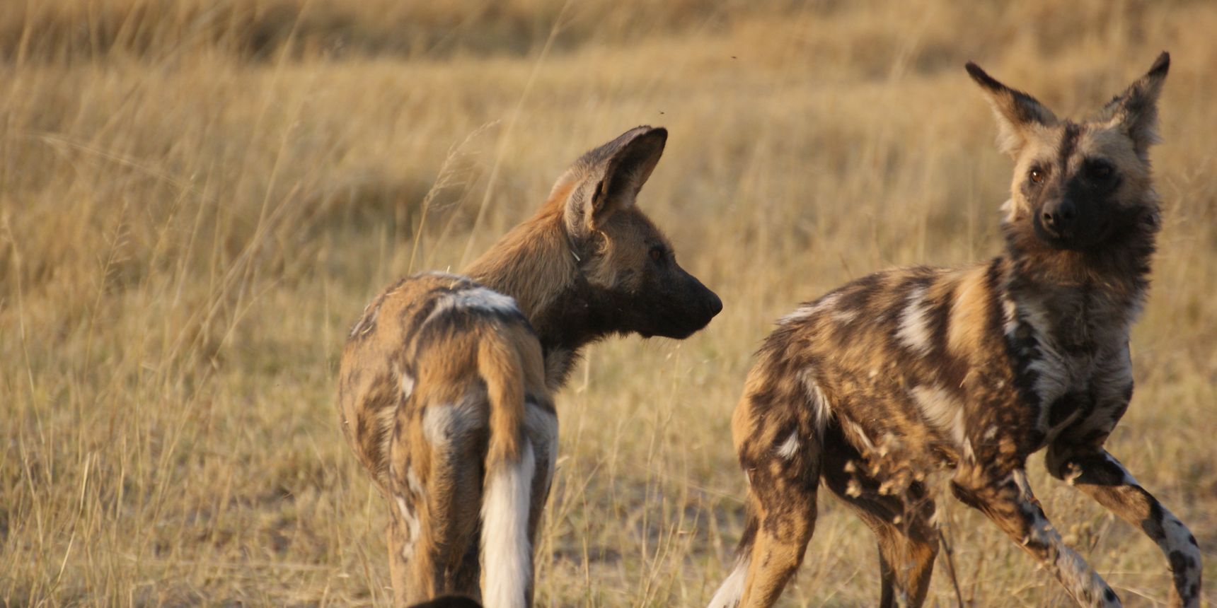 praktikum-artenschutz-botswana-projektbesuch-natucate