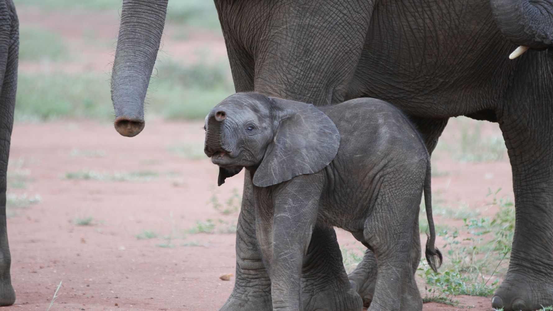erfahrungsberichte-suedliches-afrika-pfg-rangerausbildung-kundenfotos-elefantenjunges-natucate