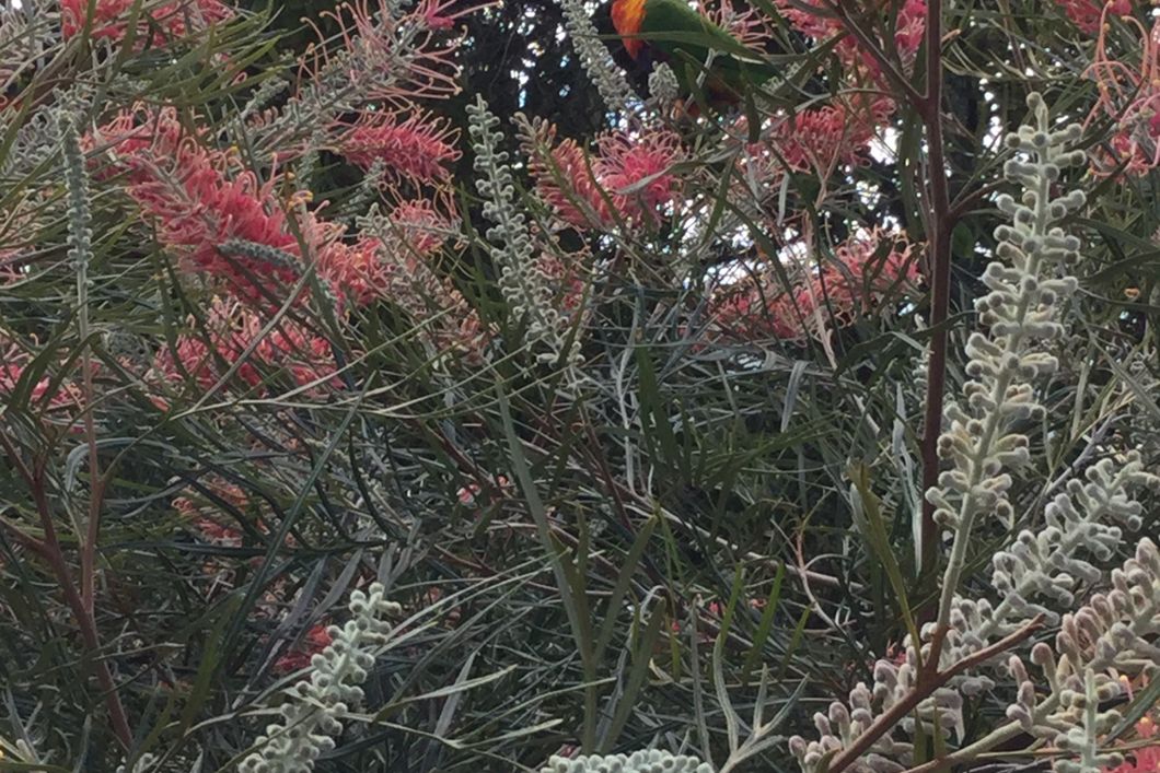 naturreise-koalaschutz-australien-papagei-vogel-artenschutz-natucate