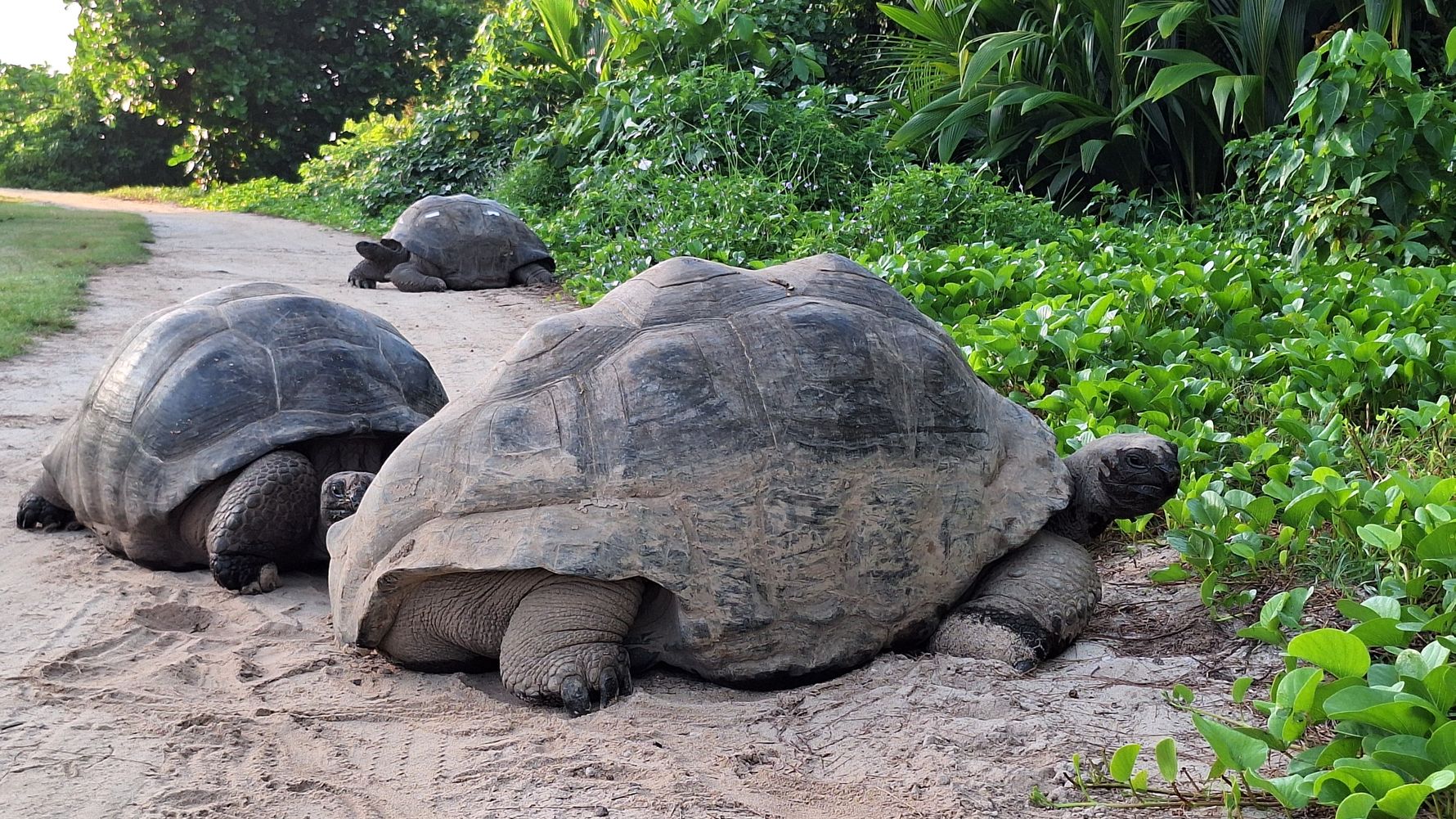 natucate-blog-review-seychelles-north-island-lydia-giant-turtles