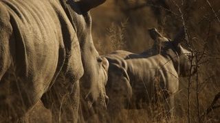erfahrungsberichte-rangerkurse-suedafrika-professional-field-guide-marc-aurel-nashoerner-natucate
