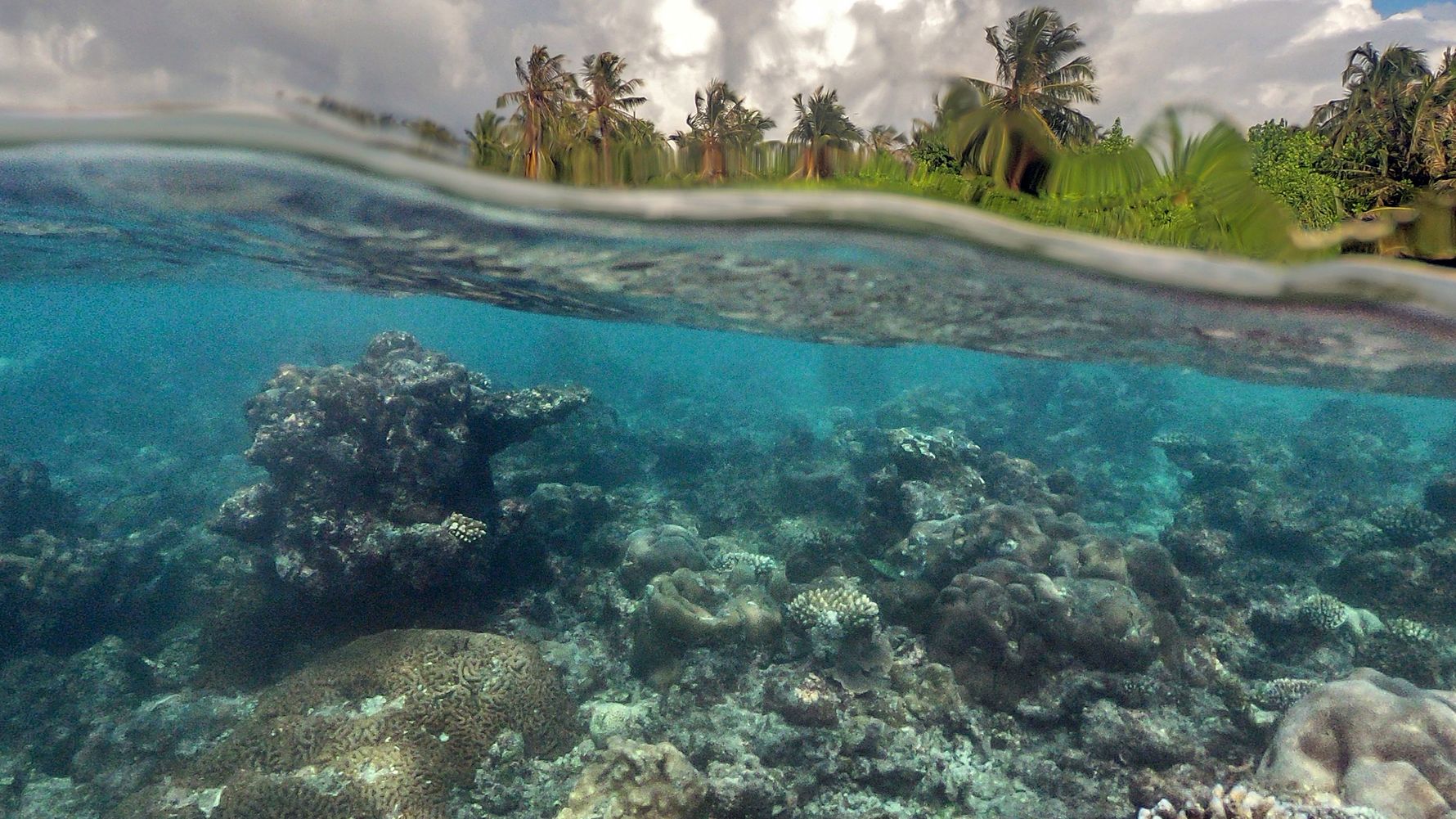 erfahrungsberichte-freiwilligenarbeit-malediven-walhaie-roland-unterwasser-natucat