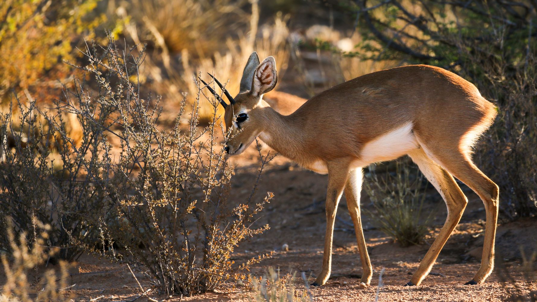 natucate-blog-buchempfehlung-kalahari-steenbock