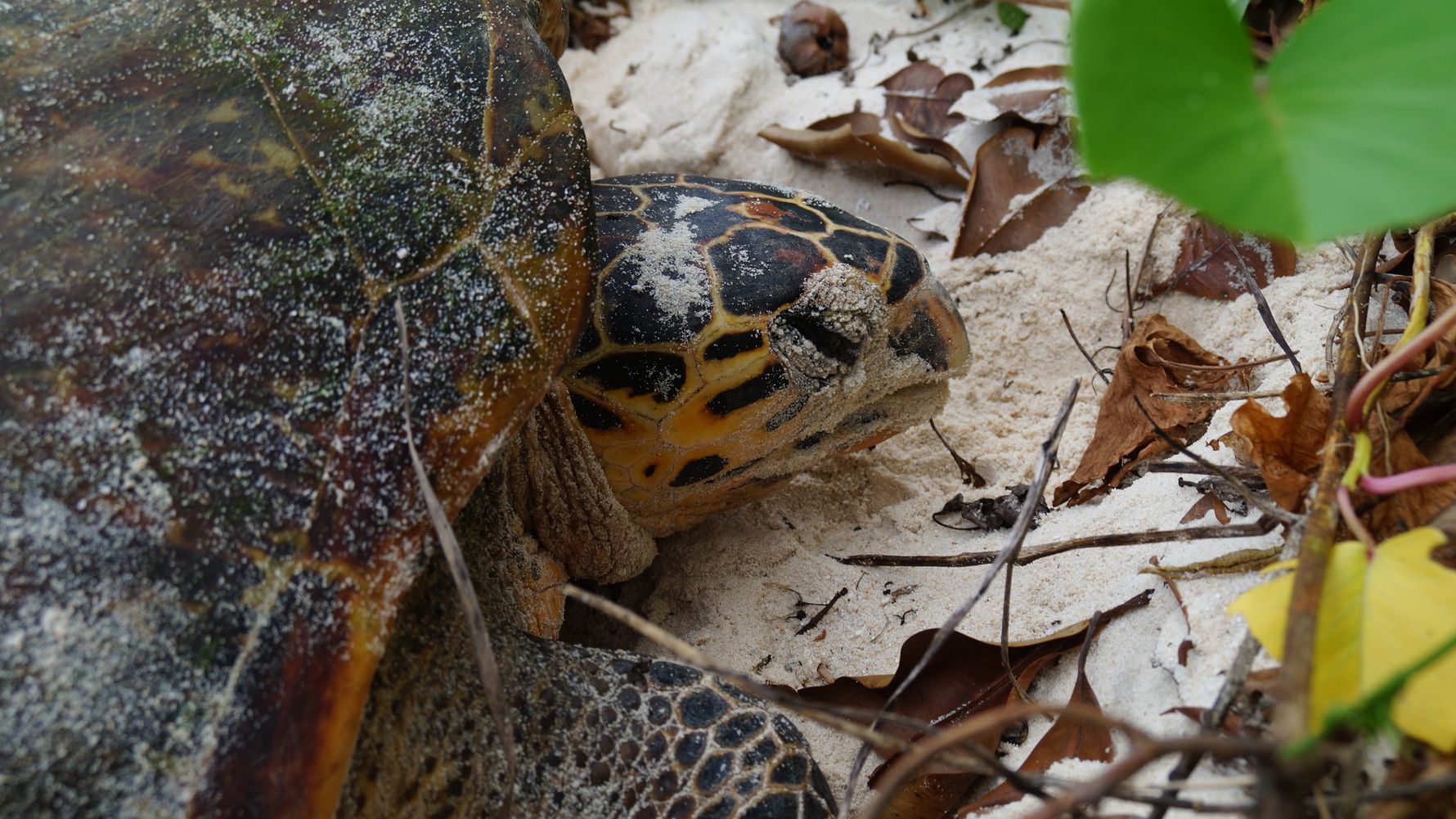 freiwilligenarbeit-seychellen-artenschutz-erfahrungsbericht-kundenfotos-schildkroete-natucate