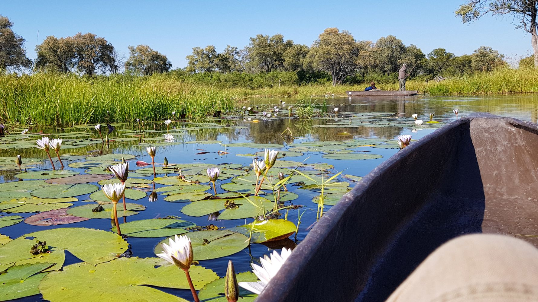 Mokorofahrt Botswana: Blick aus dem Mokoro ueber die von Seerosen besetzten Kanaele des Okavango Deltas