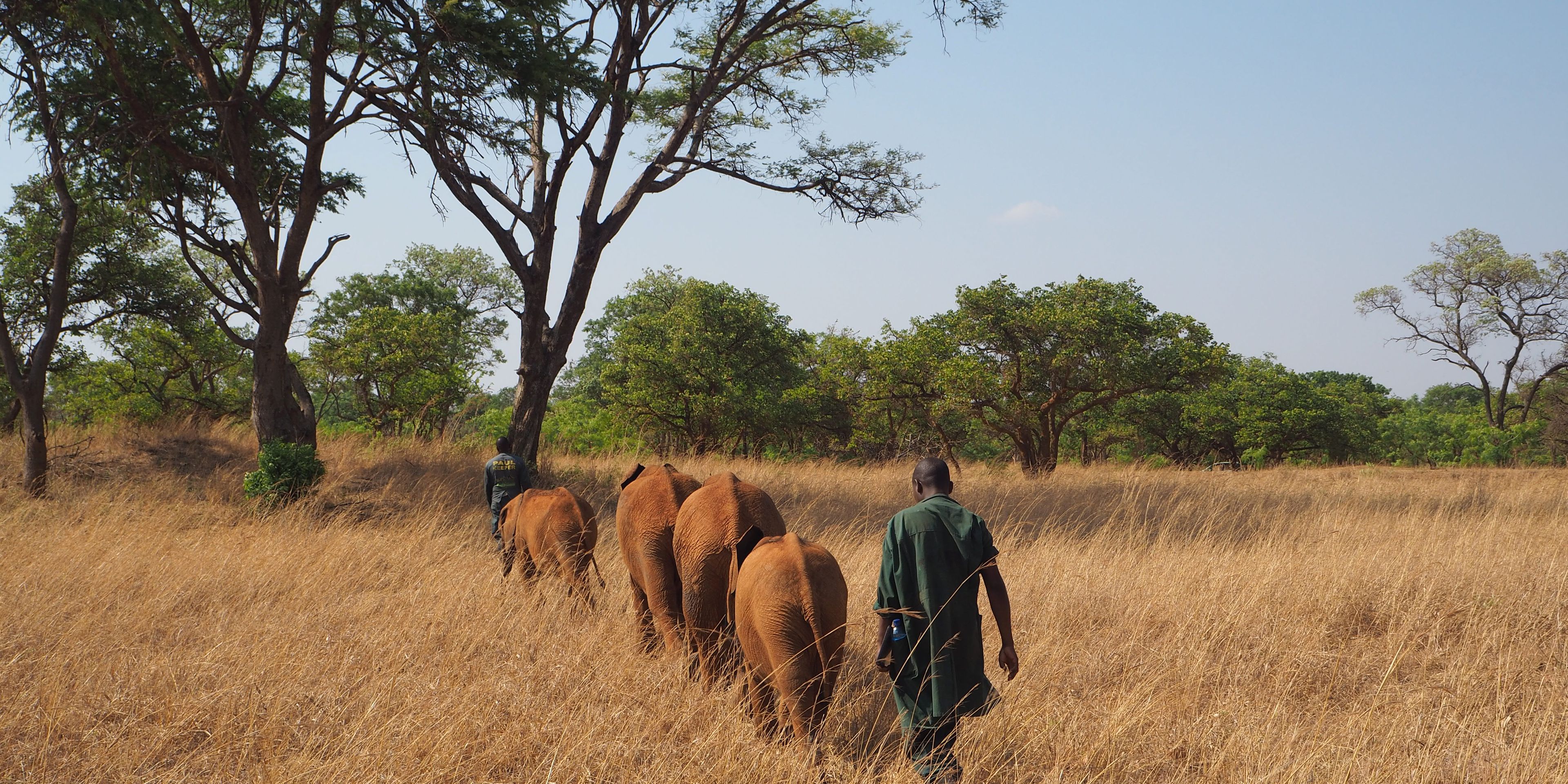 Elefantenpfleger des Artenschutzprojekts in Sambia mit einigen Elefanten